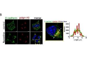 Immunofluorescence (Cultured Cells) (IF (cc)) image for anti-Golgin A5 (GOLGA5) antibody (ABIN2855796)