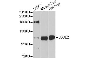 Western blot analysis of extracts of various cell lines, using LLGL2 antibody (ABIN5975836) at 1/1000 dilution. (LLGL2 antibody)
