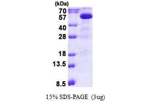 Image no. 1 for Phosphatidylinositol-5-Phosphate 4-Kinase, Type II, beta (PIP4K2B) protein (His tag) (ABIN1098530)