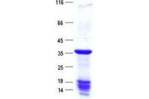 Validation with Western Blot (FAM221A Protein (His tag))