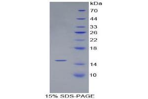 SDS-PAGE (SDS) image for Bone Morphogenetic Protein 4 (BMP4) (AA 293-408) protein (His tag) (ABIN1078990)