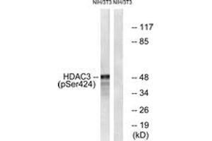 Western blot analysis of extracts from NIH-3T3 cells, using HDAC3 (Phospho-Ser424) Antibody. (HDAC3 antibody  (pSer424))
