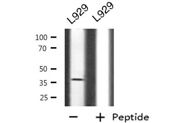 CD300LG antibody  (Internal Region)
