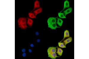 ABIN7096731 and ABIN7100796 staining HepG2 cells by IF/ICC. (CCBL2 antibody)