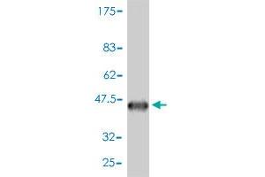 Western Blot detection against Immunogen (41. (Iba1 antibody  (AA 1-147))