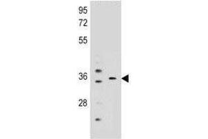 KCNRG antibody  (AA 175-202)