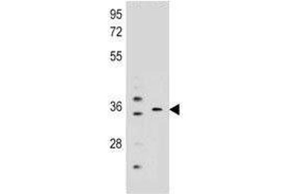 KCNRG antibody  (AA 175-202)