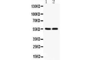 GLUT1 antibody  (AA 92-492)