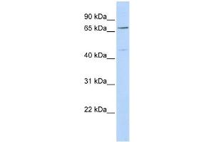 KLHL15 antibody used at 1 ug/ml to detect target protein. (KLHL15 antibody)
