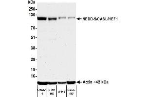 anti-Neural Precursor Cell Expressed, Developmentally Down-Regulated 9 (NEDD9) (AA 150-200) antibody