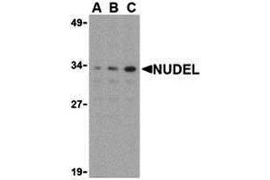 Western Blotting (WB) image for anti-NudE Nuclear Distribution E Homolog (A. Nidulans)-Like 1 (NDEL1) (N-Term) antibody (ABIN1031492) (NDEL1 antibody  (N-Term))