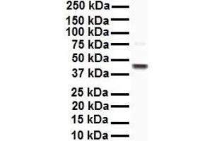 WB Suggested Anti-EEF1A1 antibody Titration: 1 ug/mL Sample Type: Human HepG2 (eEF1A1 antibody  (C-Term))