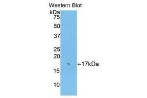 Western Blotting (WB) image for anti-Biglycan (BGN) (AA 243-369) antibody (ABIN1858133)