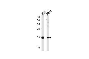 SUMO2/3 Antibody (C-term E69) (ABIN1882138 and ABIN2845503) western blot analysis in 293,Hela cell line lysates (35 μg/lane). (SUMO2/3 antibody  (C-Term))