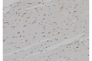 ABIN6267588 at 1/100 staining Rat heart tissue by IHC-P. (RUNX1 antibody  (pSer304))