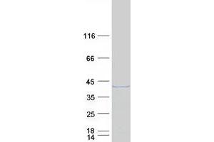 Validation with Western Blot (GEM Protein (Transcript Variant 2) (Myc-DYKDDDDK Tag))