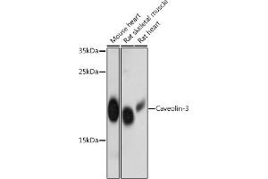 Western blot analysis of extracts of various cell lines, using Caveolin-3 antibody  at 1:3000 dilution. (Caveolin 3 antibody  (AA 1-100))