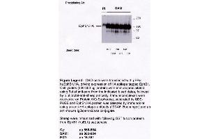Image no. 2 for anti-EPH Receptor B1 (EPHB1) antibody (ABIN264959) (EPH Receptor B1 antibody)