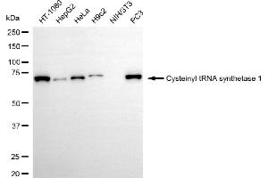 Western blotting analysis using cysteinyl-tRNA synthetase 1 antibody (ABIN7800919).