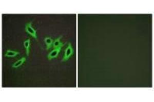 Immunofluorescence analysis of HepG2 cells, using Heparin Cofactor II antibody. (SERPIND1 antibody)