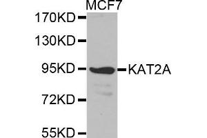 Western blot analysis of extracts of MCF7 cell line, using KAT2A antibody. (KAT2A antibody  (AA 1-100))