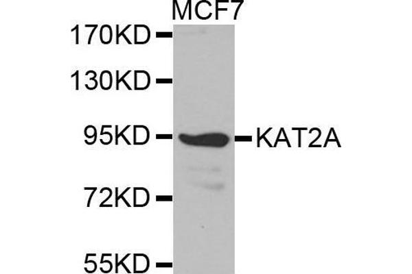 KAT2A antibody  (AA 1-100)