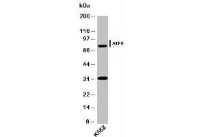 Western blot testing of human samples with ATF6 antibody (AF6229) at 2ug/ml.