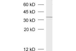 dilution: 1 : 1000, sample: crude synaptosomal fraction of rat brain (P2)