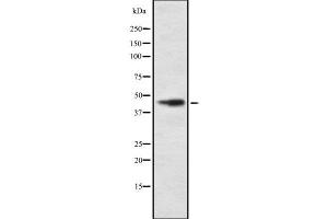 Western blot analysis of COX15 using HT29 whole cell lysates