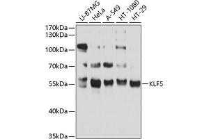 Western blot analysis of extracts of various cell lines, using KLF5 antibody (ABIN3023447, ABIN3023448, ABIN3023449 and ABIN6219969) at 1:1000 dilution. (KLF5 antibody  (AA 1-250))