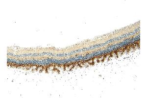 (ABIN570667) (5 μg/mL) staining of paraffin embedded Human Retina. (ARR3 antibody  (C-Term))