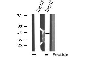 Western blot analysis of extracts from HepG2 cells using E2F2 antibody. (E2F2 antibody  (Internal Region))