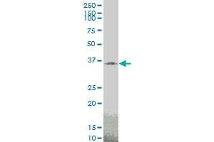 TAZ monoclonal antibody (M14), clone 2B3 Western Blot analysis of TAZ expression in PC-12 . (TAZ antibody  (AA 1-262))