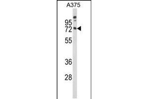 Western blot analysis of MAG Antibody in A375 cell line lysates (35ug/lane) (MAG antibody  (AA 439-466))