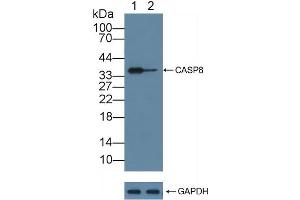 Western Blotting (WB) image for anti-Caspase 8 (CASP8) (AA 217-384) antibody (ABIN7432745)