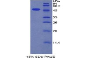 SDS-PAGE (SDS) image for Interferon alpha (IFNA) (AA 24-181) protein (His tag,GST tag) (ABIN1877545) (IFNA Protein (AA 24-181) (His tag,GST tag))