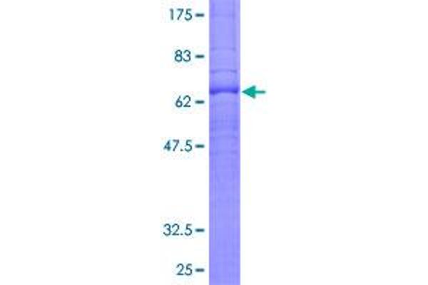 S1PR1 Protein (AA 1-382) (GST tag)
