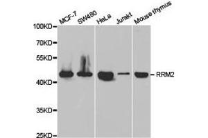 Western Blotting (WB) image for anti-Ribonucleotide Reductase M2 (RRM2) antibody (ABIN1876447) (RRM2 antibody)