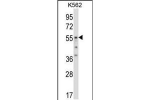 Western blot analysis in K562 cell line lysates (35ug/lane). (ODC1 antibody  (C-Term))