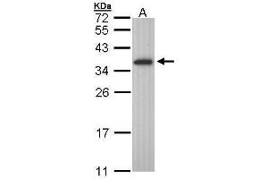 WB Image Sample (30 ug of whole cell lysate) A: Molt-4 , 12% SDS PAGE antibody diluted at 1:1000 (OLIG1 antibody  (C-Term))