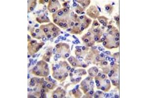 Formalin fixed and paraffin embedded human pancreas tissue stained with MRPS12 followed by peroxidase conjugation of the secondary antibody and DAB staining. (MRPS12 antibody  (Middle Region))