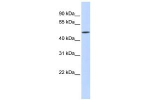 IFIT2 antibody used at 1 ug/ml to detect target protein. (IFIT2 antibody  (N-Term))