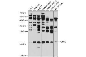 Western blot analysis of extracts of various cell lines, using GMFB antibody (ABIN6131732, ABIN6141181, ABIN6141182 and ABIN6224741) at 1:1000 dilution. (GMFB antibody  (AA 1-140))