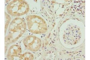 Immunohistochemistry of paraffin-embedded human kidney tissue using ABIN7156239 at dilution of 1:100 (INHBB antibody  (AA 295-405))