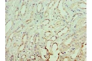 Immunohistochemistry of paraffin-embedded human kidney tissue using ABIN7161930 at dilution of 1:100 (NRF1 antibody  (AA 1-300))