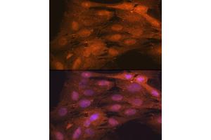 Immunofluorescence (IF) image for anti-ISG15 Ubiquitin-Like Modifier (ISG15) antibody (ABIN7268023)