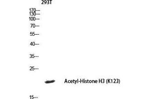 Western Blot (WB) analysis of 293T lysis using histone3 antibody. (Histone 3 antibody  (acLys123))