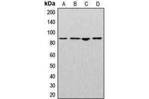 Western blot analysis of Cullin 2 expression in MCF7 (A), mouse liver (B), rat kidney (C), NIH3T3 (D) whole cell lysates. (Cullin 2 antibody  (C-Term))