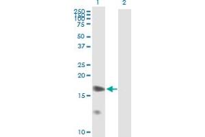 Western Blot analysis of PTGES expression in transfected 293T cell line by PTGES MaxPab polyclonal antibody. (Prostaglandin E Synthase antibody  (AA 1-152))