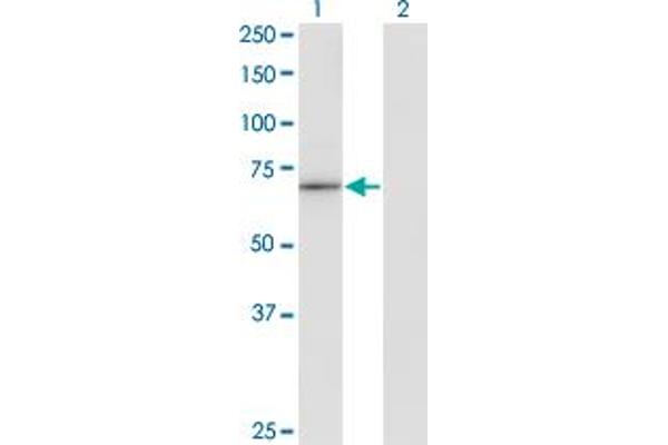 HLX antibody  (AA 176-279)